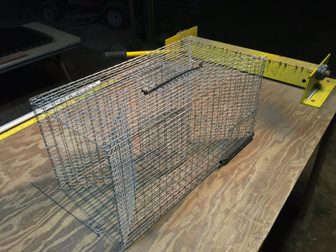 bluegill fish traps